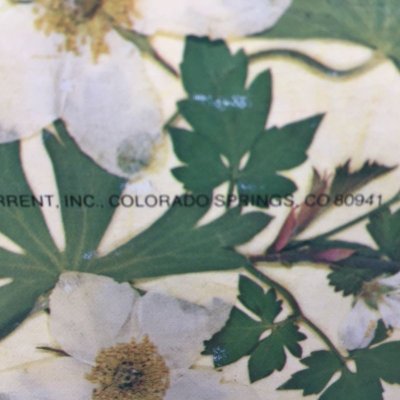 画像9: 未使用ビンテージ・アドレスカードボックス　1981年　米国製