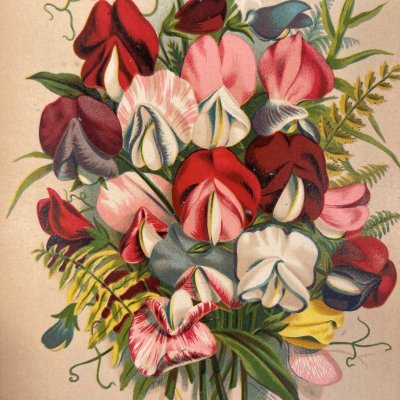 画像2: ビックス・フローラル雑誌 スイトピー 1882年