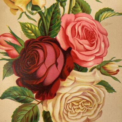 画像2: ビックス・フローラル雑誌 バラ姫 1882年